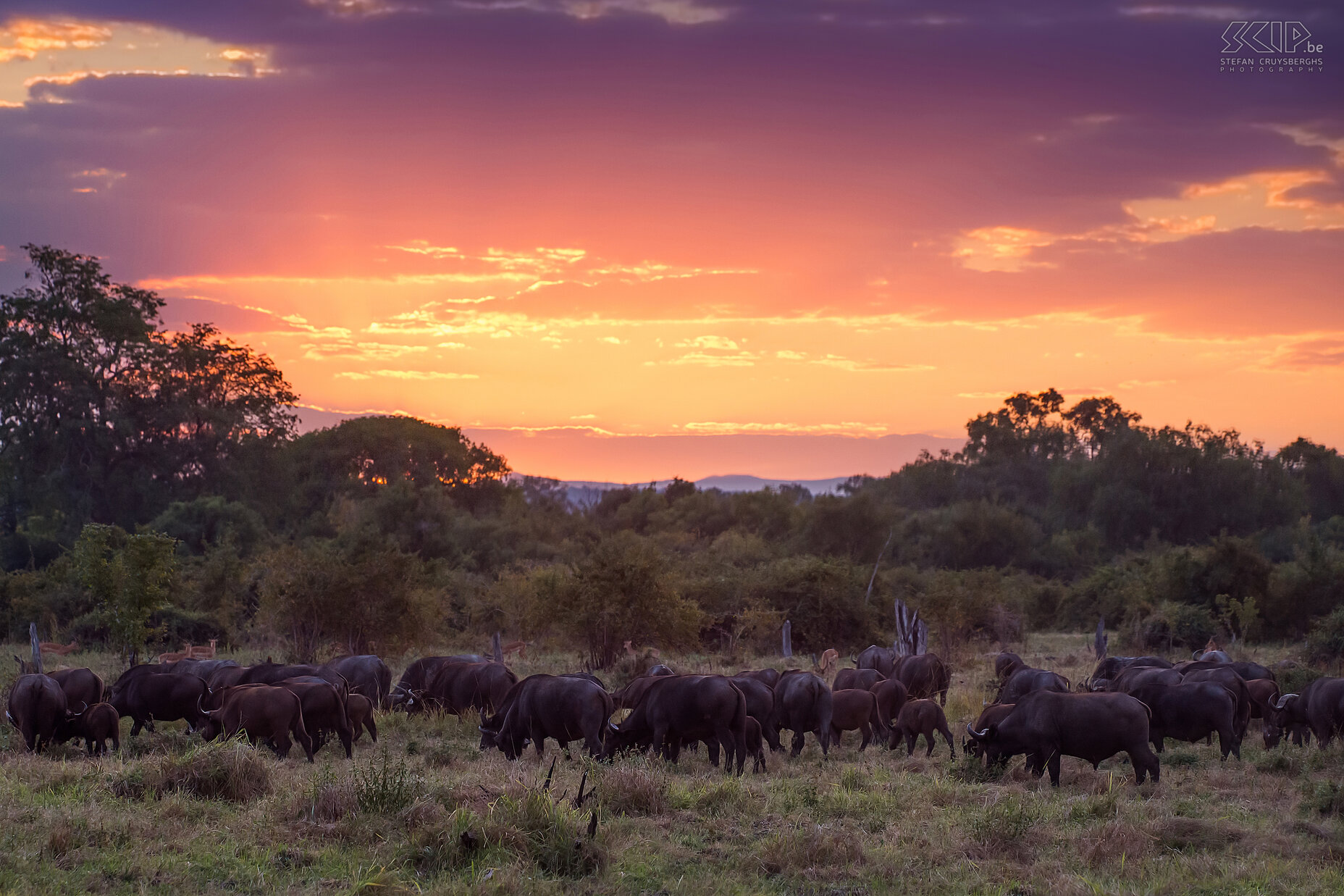 South Luangwa - Buffalo's at sunset At sunset we encountered a group of 100 African buffalos (Syncerus caffer). The buffalo is a member of the 'big five' and regarded as a very dangerous animal because they can be aggressive and attack people. Stefan Cruysberghs